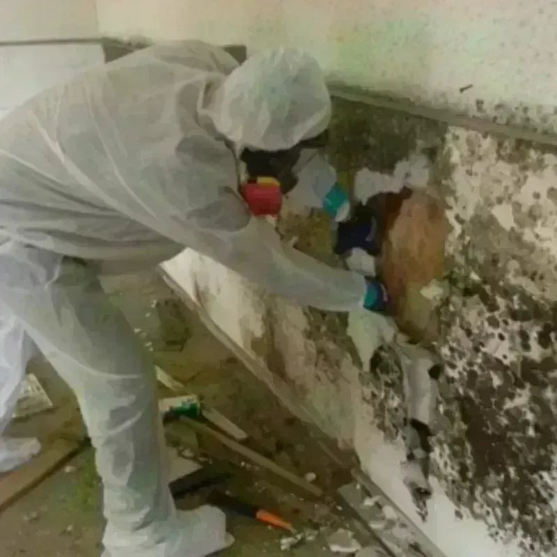 Mold Remediation and Removal in Upper Pohatcong, NJ